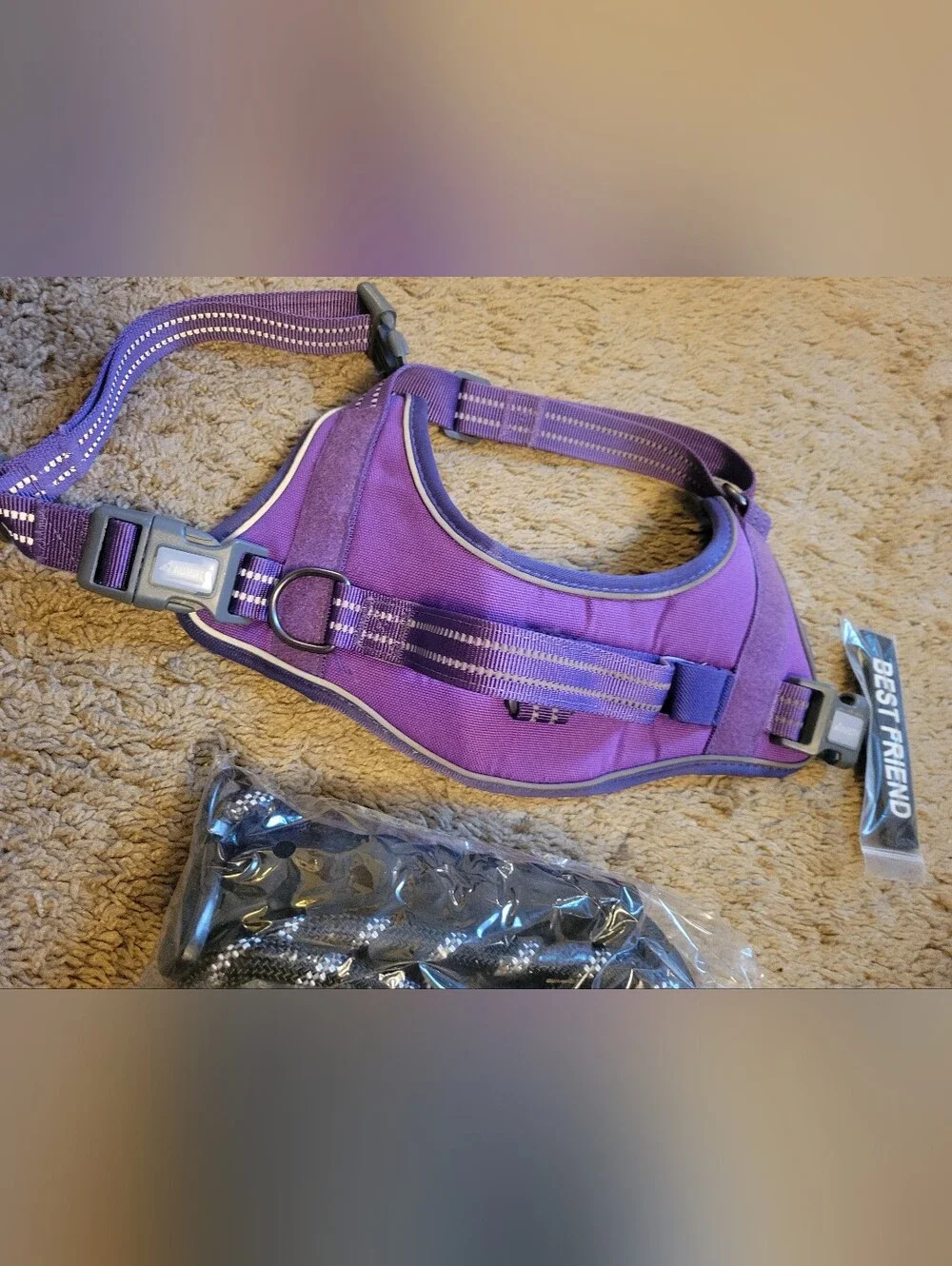 auroth purple dog